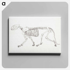 アートパネル-Tiger Skeleton, Lateral View
 - ジョージ スタッブス Canvas.