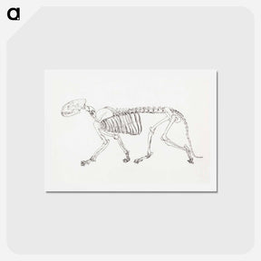 アートポストカード-Tiger Skeleton, Lateral View
 - ジョージ スタッブス Postcard.