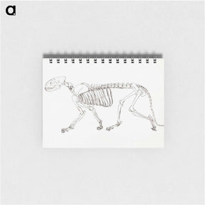 アートメモ帳-Tiger Skeleton, Lateral View
 - ジョージ スタッブス Memo.