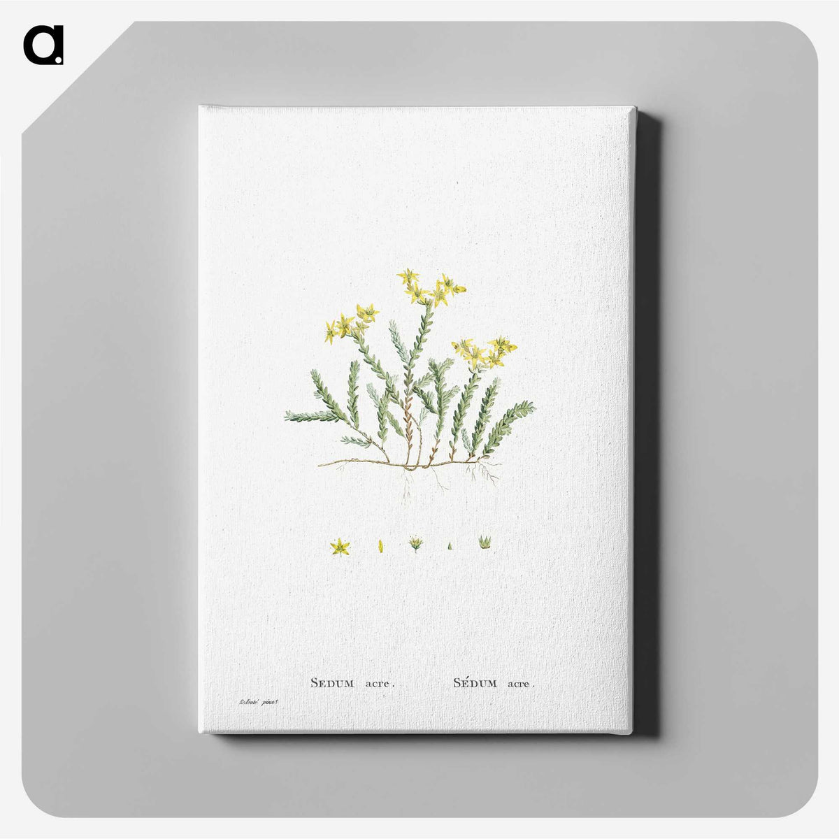 2-24_Histoire-des-Plantes-Grasses_canvas