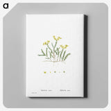 2-24_Histoire-des-Plantes-Grasses_canvas