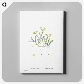 2-24_Histoire-des-Plantes-Grasses_canvas