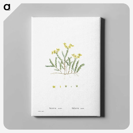 2-24_Histoire-des-Plantes-Grasses_canvas