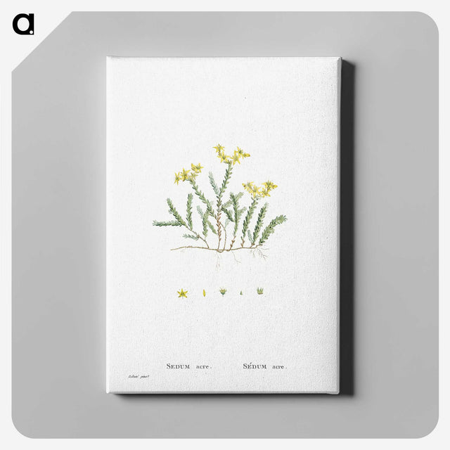 2-24_Histoire-des-Plantes-Grasses_canvas