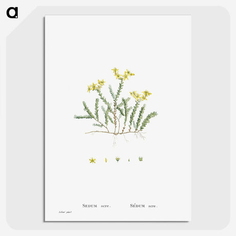2-24_Histoire-des-Plantes-Grasses_picture-crop