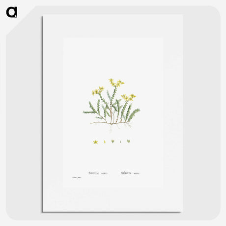2-24_Histoire-des-Plantes-Grasses_picture