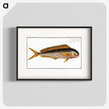 2-24_Ichtyologie-ou-Histoire-naturelle_blk