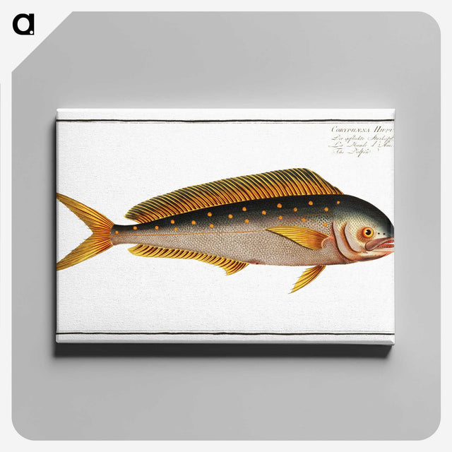 2-24_Ichtyologie-ou-Histoire-naturelle_canvas