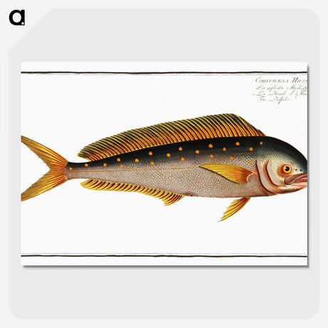 2-24_Ichtyologie-ou-Histoire-naturelle_picture-crop