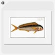 2-24_Ichtyologie-ou-Histoire-naturelle_picture