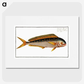 2-24_Ichtyologie-ou-Histoire-naturelle_picture