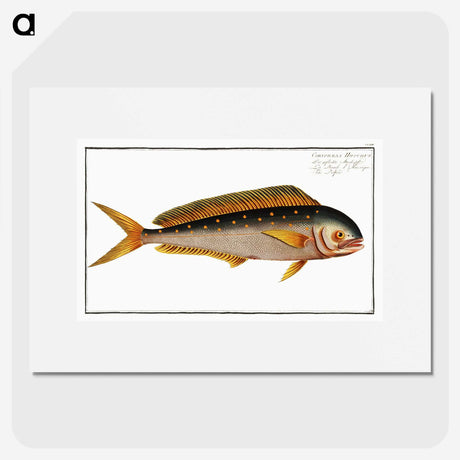 2-24_Ichtyologie-ou-Histoire-naturelle_picture