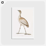 2-24_Indian-Zoology_hagaki