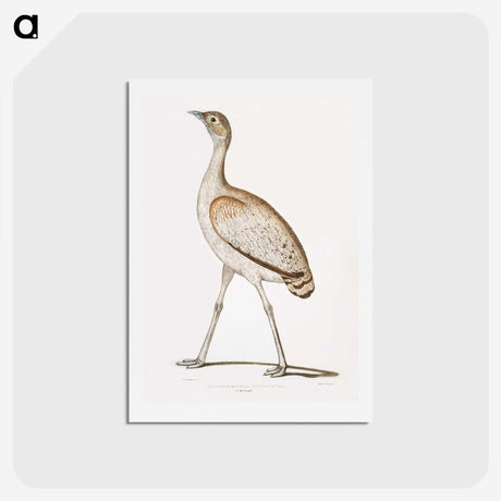 2-24_Indian-Zoology_hagaki