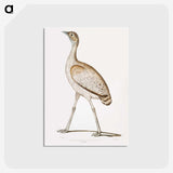 2-24_Indian-Zoology_postcard