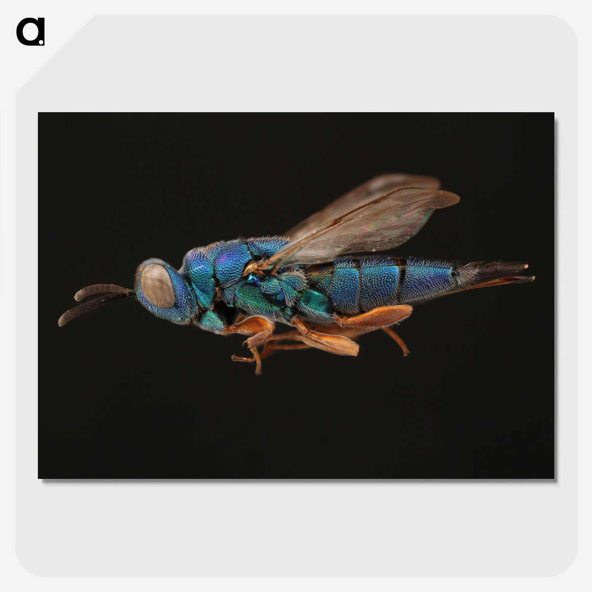 2-24_Insects-Unlocked-Project_picture-crop