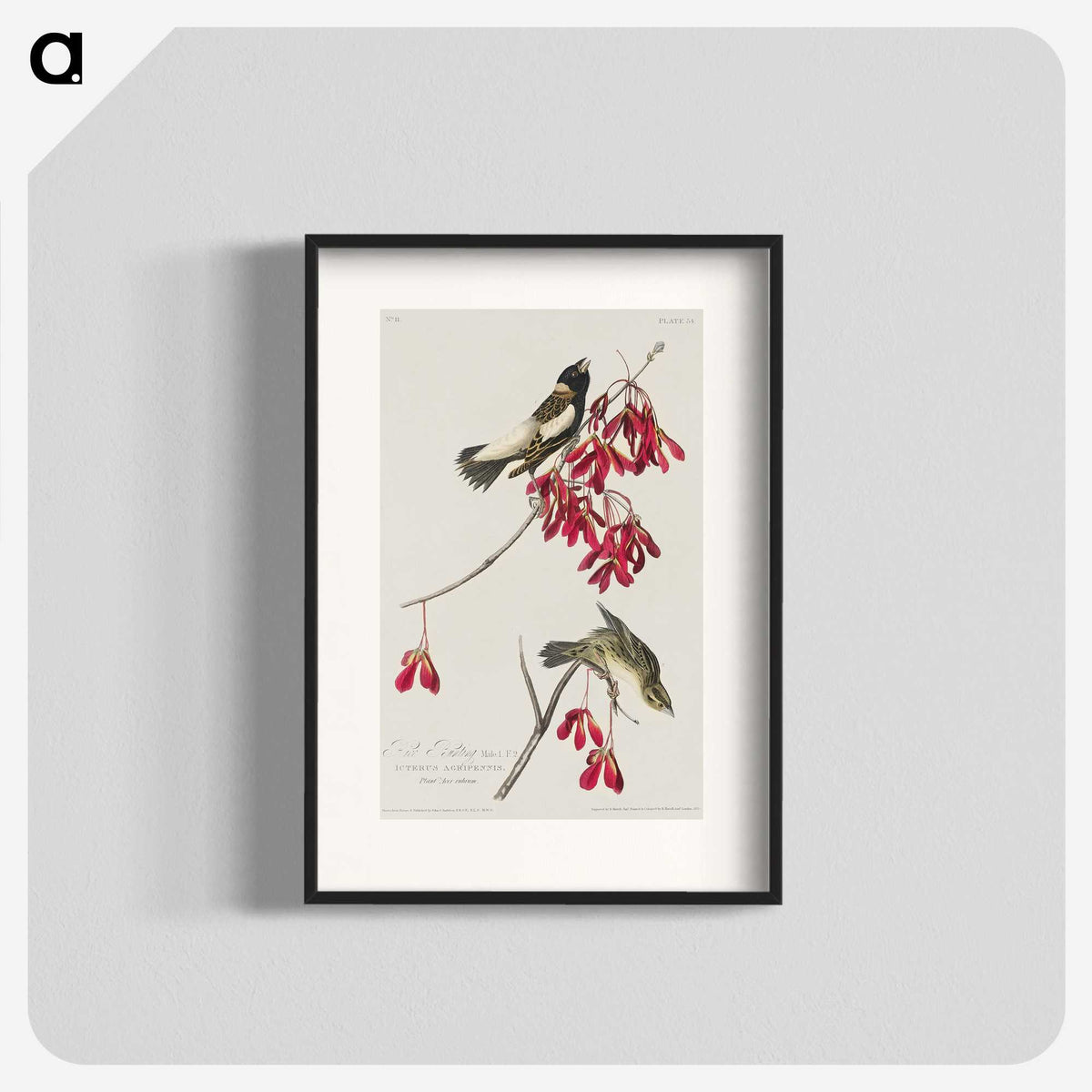 2-24_John-James-Audubon_blk