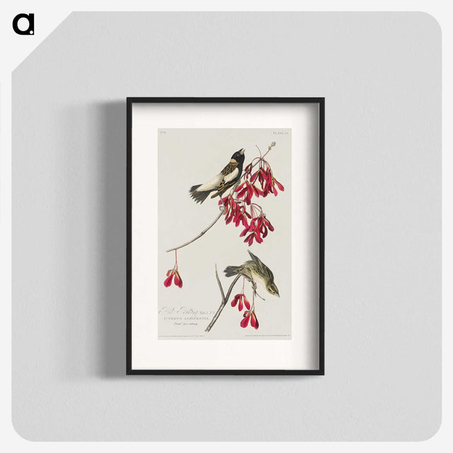 2-24_John-James-Audubon_blk