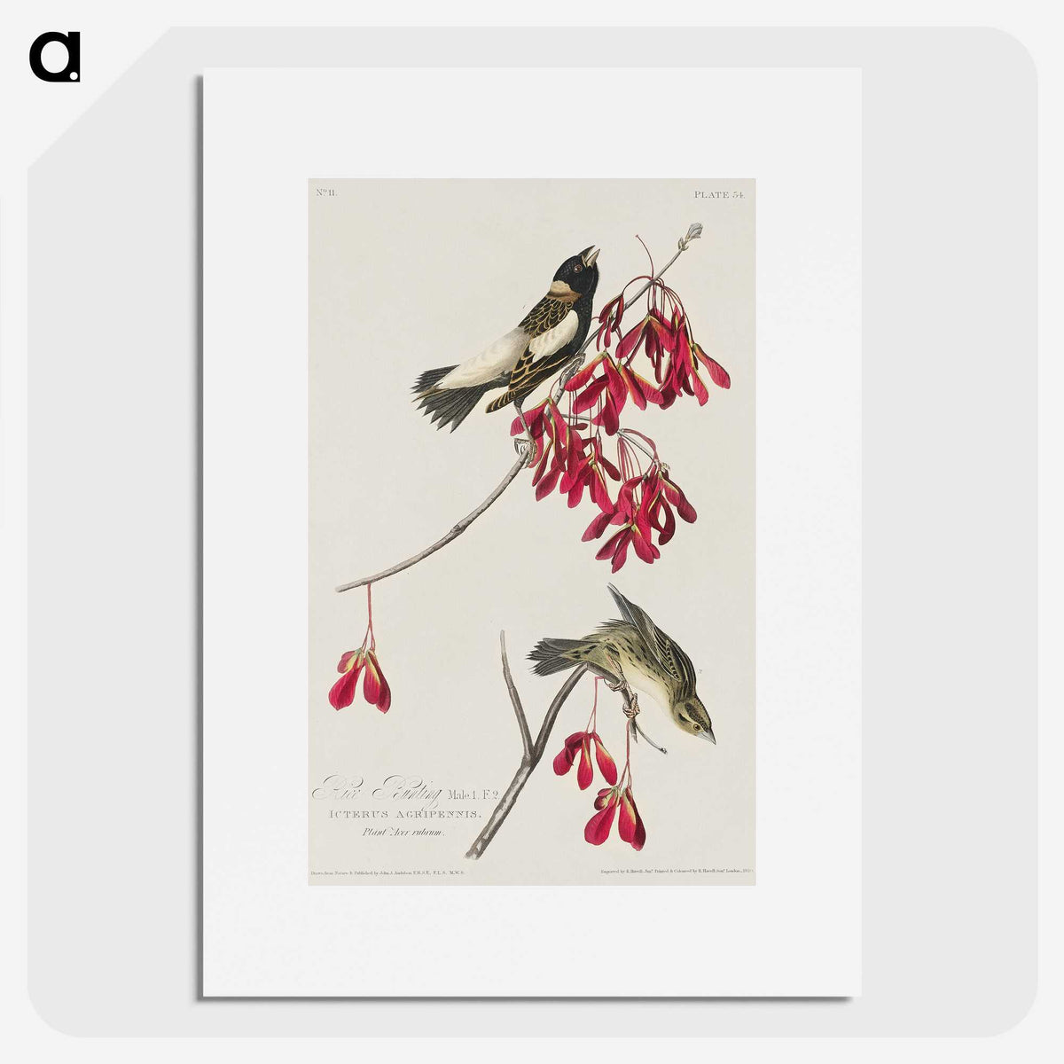 2-24_John-James-Audubon_picture