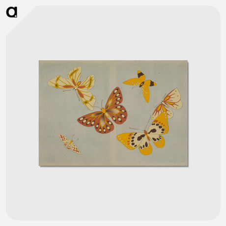 アートポストカード-Chō senshu (A Thousand Kinds of Butterflies), Volume 1 - 神坂 雪佳 Postcard.