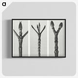 2-24_Karl-Blossfeldt_blk-crop