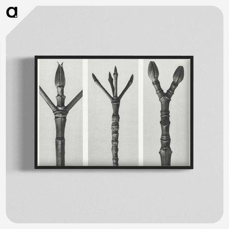 2-24_Karl-Blossfeldt_blk-crop