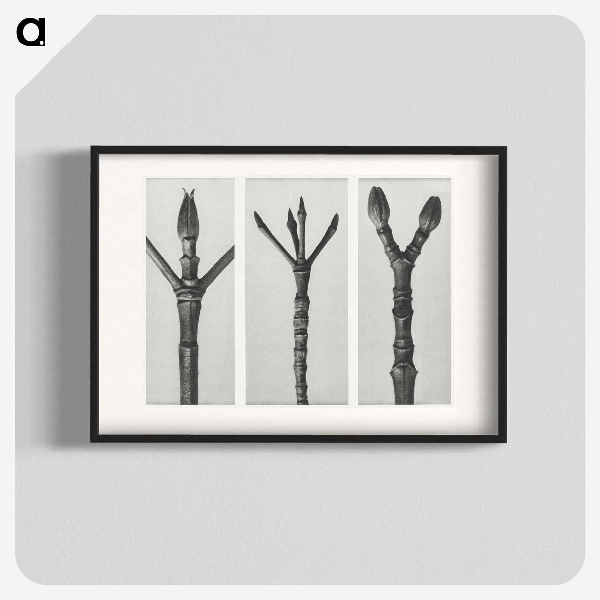 2-24_Karl-Blossfeldt_blk