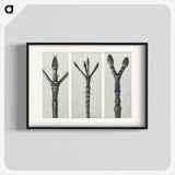 2-24_Karl-Blossfeldt_blk