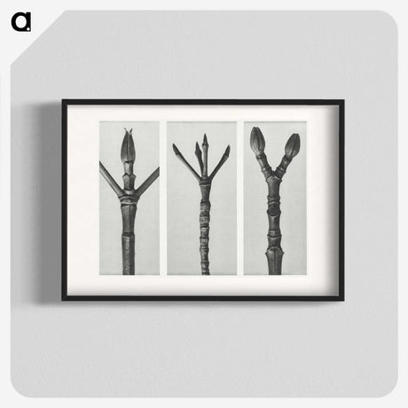 2-24_Karl-Blossfeldt_blk