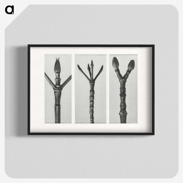 2-24_Karl-Blossfeldt_blk