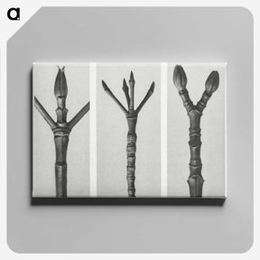 2-24_Karl-Blossfeldt_canvas