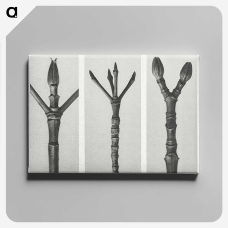 2-24_Karl-Blossfeldt_canvas