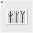 アートポストカード-Cornus Nuttallii (end of Dogwood branch) enlarged 6 times, Cornus florida (end of Flowering Dogwood branch) enlarged 6 times, and Acer Pennsylvanicum (end of Maple Tree branch) enlarged 6 times. - カール ブロスフェルト Postcard.