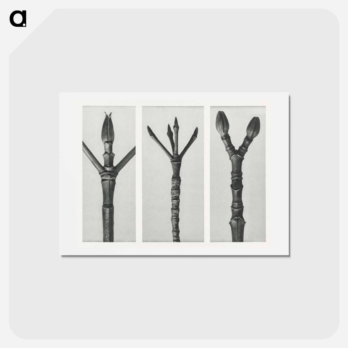 アートポストカード-Cornus Nuttallii (end of Dogwood branch) enlarged 6 times, Cornus florida (end of Flowering Dogwood branch) enlarged 6 times, and Acer Pennsylvanicum (end of Maple Tree branch) enlarged 6 times. - カール ブロスフェルト Postcard.