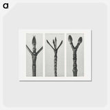 アートポストカード-Cornus Nuttallii (end of Dogwood branch) enlarged 6 times, Cornus florida (end of Flowering Dogwood branch) enlarged 6 times, and Acer Pennsylvanicum (end of Maple Tree branch) enlarged 6 times. - カール ブロスフェルト Postcard.