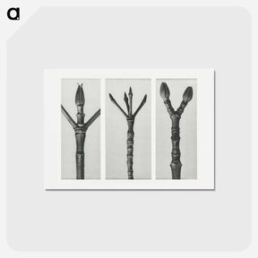 アートポストカード-Cornus Nuttallii (end of Dogwood branch) enlarged 6 times, Cornus florida (end of Flowering Dogwood branch) enlarged 6 times, and Acer Pennsylvanicum (end of Maple Tree branch) enlarged 6 times. - カール ブロスフェルト Postcard.