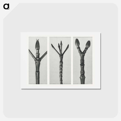 アートポストカード-Cornus Nuttallii (end of Dogwood branch) enlarged 6 times, Cornus florida (end of Flowering Dogwood branch) enlarged 6 times, and Acer Pennsylvanicum (end of Maple Tree branch) enlarged 6 times. - カール ブロスフェルト Postcard.