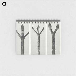 2-24_Karl-Blossfeldt_memo