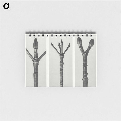 2-24_Karl-Blossfeldt_memo