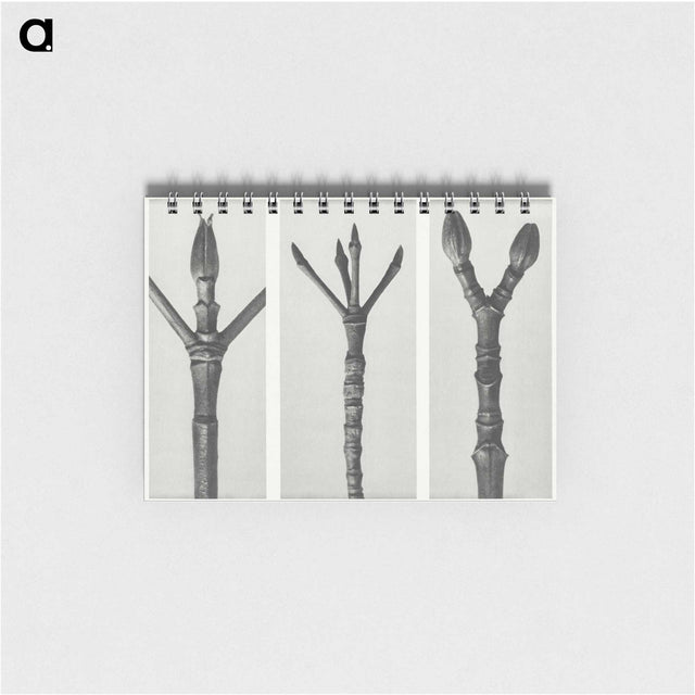 2-24_Karl-Blossfeldt_memo