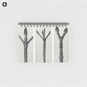 アートメモ帳-Cornus Nuttallii (end of Dogwood branch) enlarged 6 times, Cornus florida (end of Flowering Dogwood branch) enlarged 6 times, and Acer Pennsylvanicum (end of Maple Tree branch) enlarged 6 times. - カール ブロスフェルト Memo.