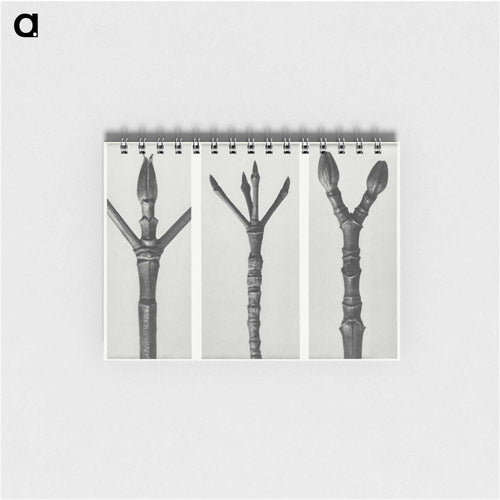 Cornus Nuttallii (end of Dogwood branch) enlarged 6 times, Cornus florida (end of Flowering Dogwood branch) enlarged 6 times, and Acer Pennsylvanicum (end of Maple Tree branch) enlarged 6 times. - カール ブロスフェルト Memo.