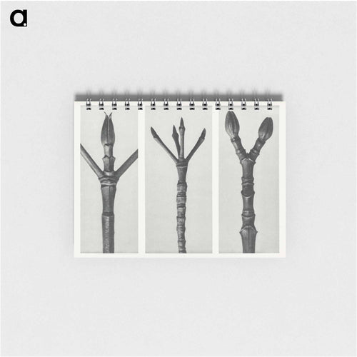 Cornus Nuttallii (end of Dogwood branch) enlarged 6 times, Cornus florida (end of Flowering Dogwood branch) enlarged 6 times, and Acer Pennsylvanicum (end of Maple Tree branch) enlarged 6 times. - Karl Blossfeldt Memo.