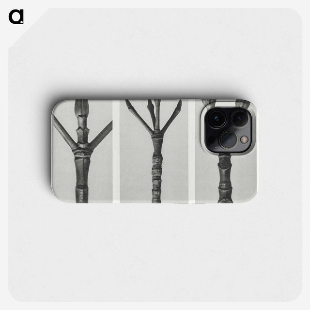 2-24_Karl-Blossfeldt_phone