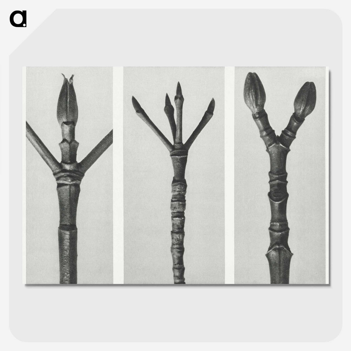 2-24_Karl-Blossfeldt_picture-crop
