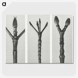 2-24_Karl-Blossfeldt_picture-crop