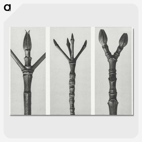 2-24_Karl-Blossfeldt_picture-crop