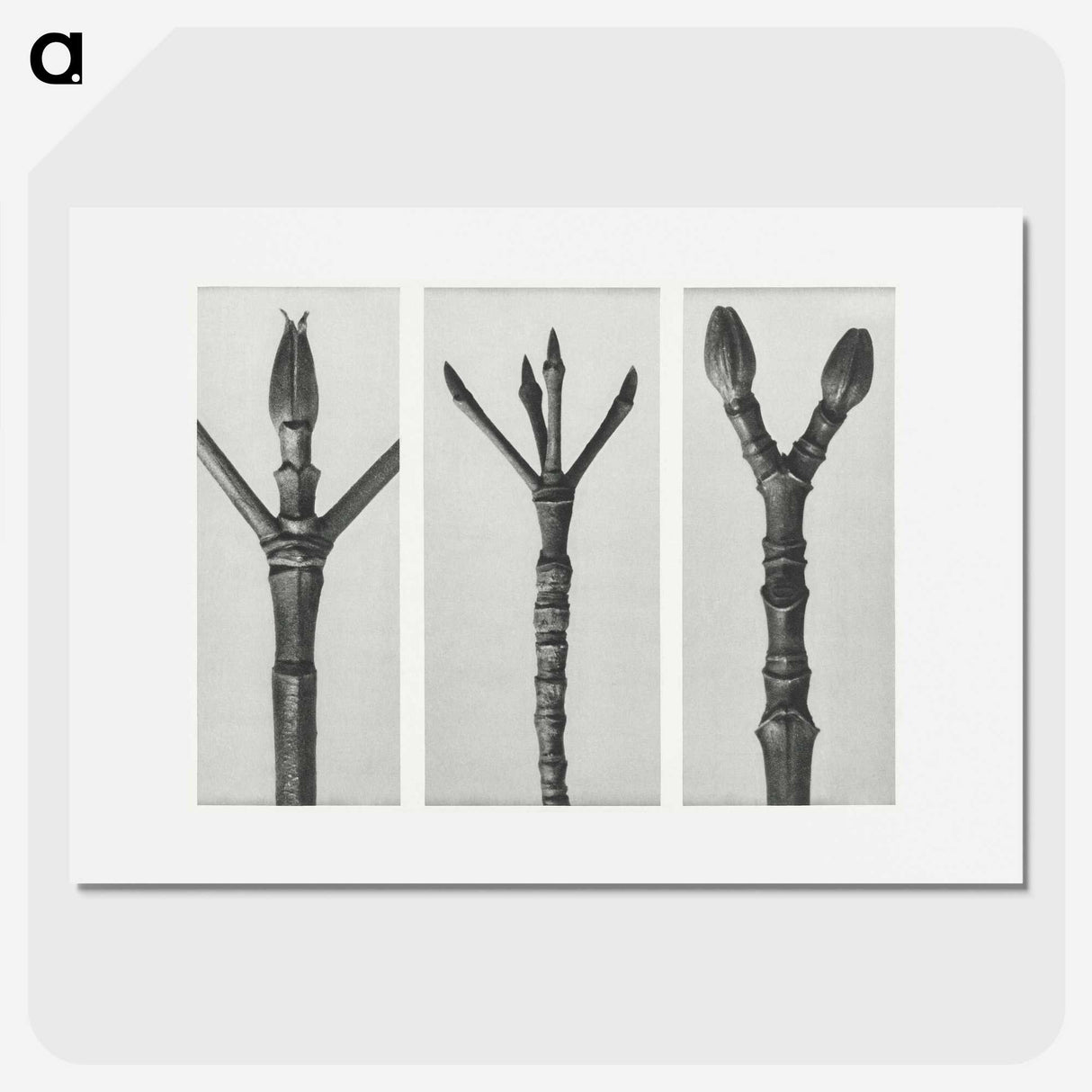 2-24_Karl-Blossfeldt_picture