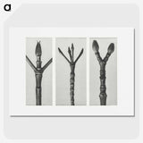 2-24_Karl-Blossfeldt_picture