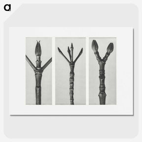 2-24_Karl-Blossfeldt_picture